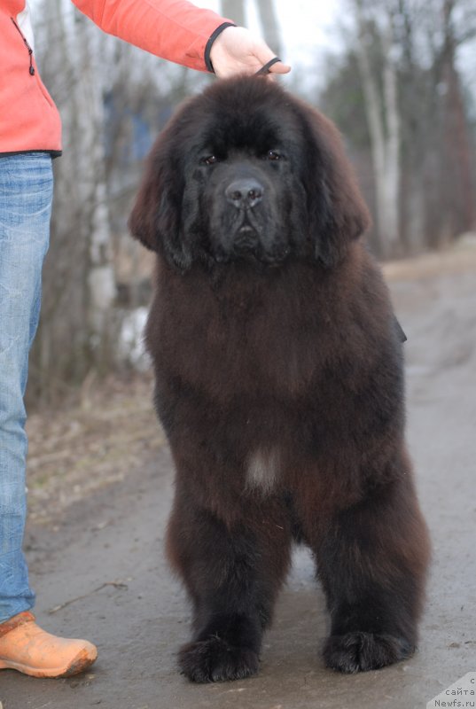 Фото: ньюфаундленд Mississippi-Missouri Such a Great Boy