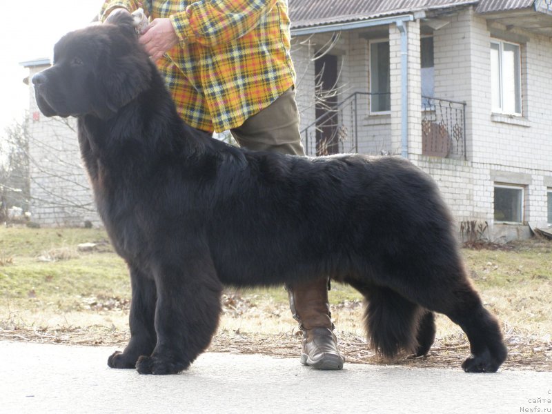 Фото: ньюфаундленд Chernaya Mafia Maybe She Will (Черная Мафия Маубе Ше Вилл)