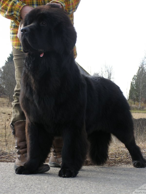 Фотография № 148399