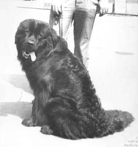 Фото: ньюфаундленд Hyeppi Nuar (Хэппи Нуар)