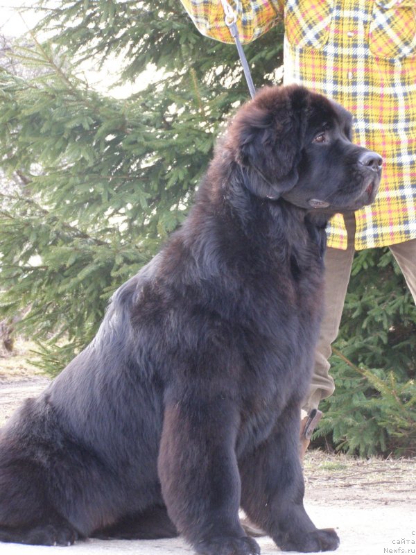 Фото: ньюфаундленд Chernaya Mafia Maybe She Will (Черная Мафия Маубе Ше Вилл)