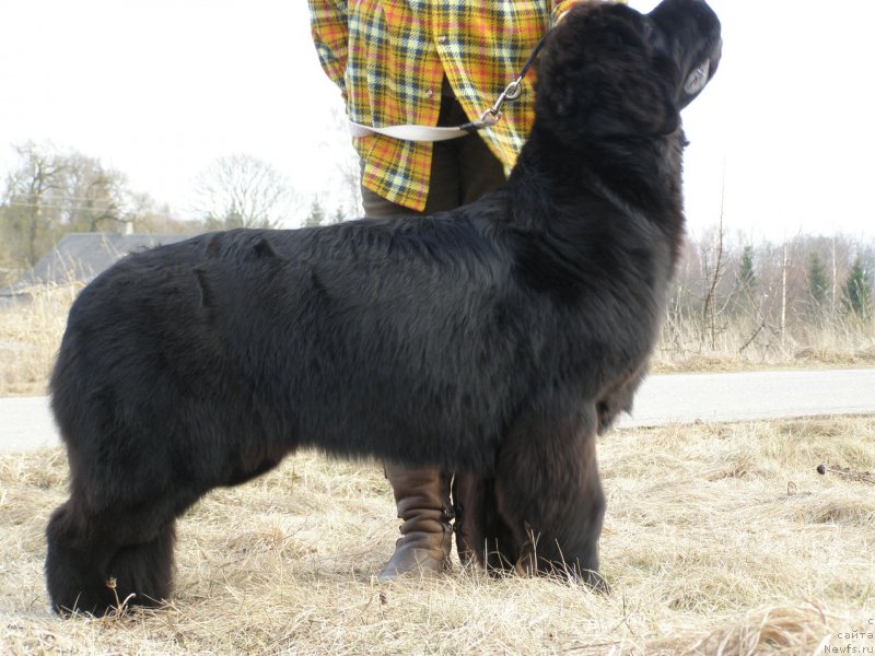 Фото: ньюфаундленд Chernaya Mafia Maybe She Will (Черная Мафия Маубе Ше Вилл)