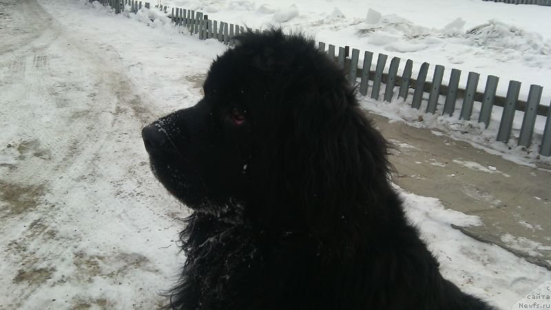 Фото: ньюфаундленд Sterling Funt iz Medvej'ego YAra (Стерлинг Фунт из Медвежьего Яра), ньюфаундленд Sterling Funt iz Medvej'ego YAra (Стерлинг Фунт из Медвежьего Яра)