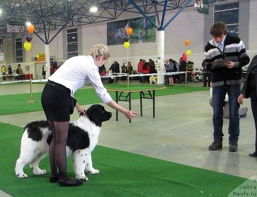 Фото: ньюфаундленд Exclusive Connection Dee Dee Bridgewater (Эксклюзив Коннэкшен Ди Ди Бриджуотер)