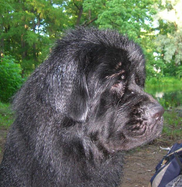 Фото: ньюфаундленд Smigar Higgins (Смигар Хиггинс)