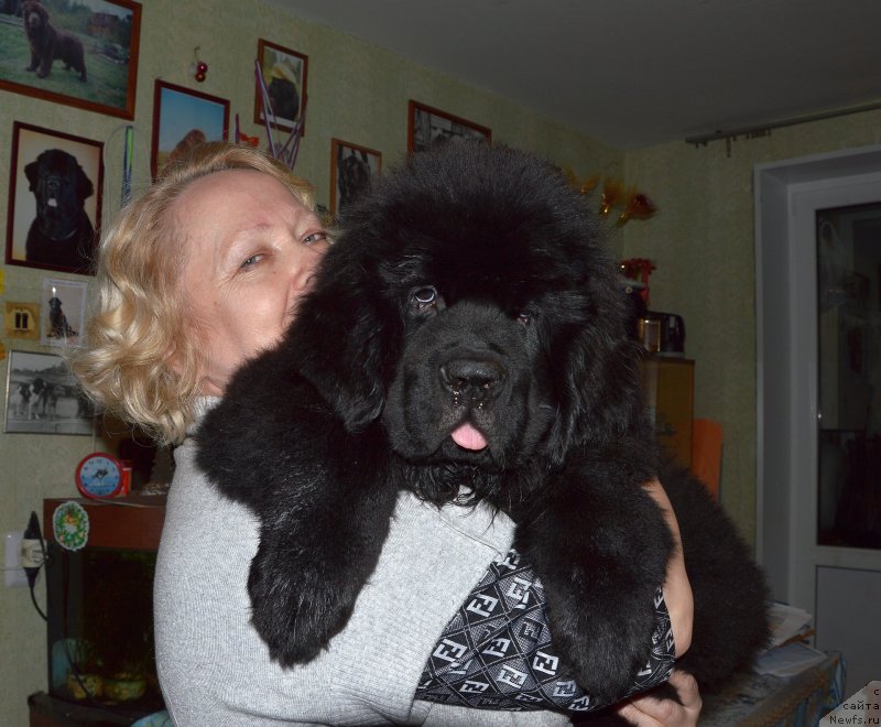 Фото: ньюфаундленд Smigar Upravdom Drug CHeloveka (Смигар Управдом Друг Человека)