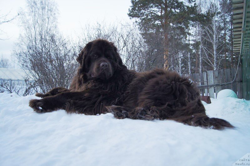 Фото: ньюфаундленд Akvatoriya Kelvin Spirit ze Nekst (Акватория Келвин Спирит зе Некст)