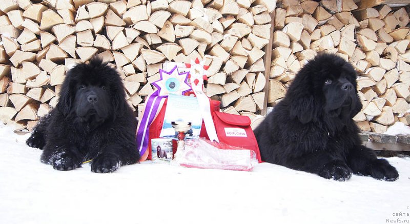 Фото: ньюфаундленд Super Bizon Lakshmi Lana (Супер Бизон Лакшми Лана), ньюфаундленд Super Bizon Liliman (Супер Бизон Лилимэн)