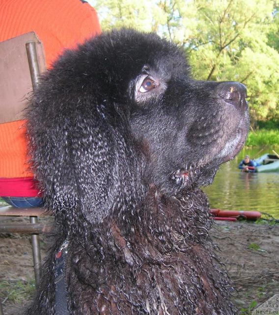 Фото: ньюфаундленд Piternyuf Zhizn' Horosha (Питерньюф Жизнь Хороша)