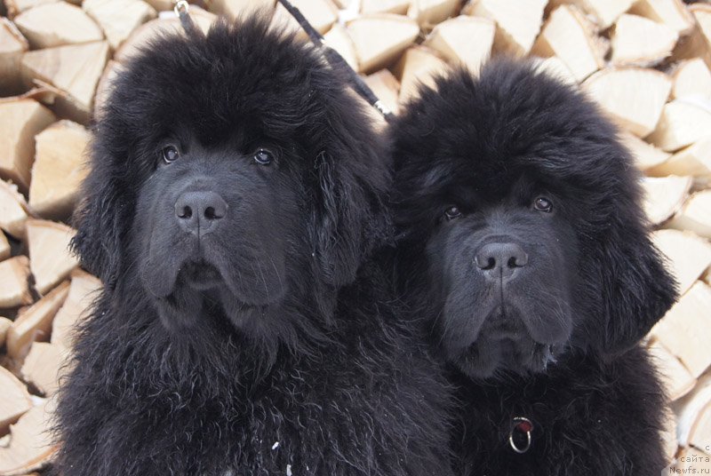 Фото: ньюфаундленд Super Bizon Lakshmi Lana (Супер Бизон Лакшми Лана), ньюфаундленд Super Bizon Liliman (Супер Бизон Лилимэн)