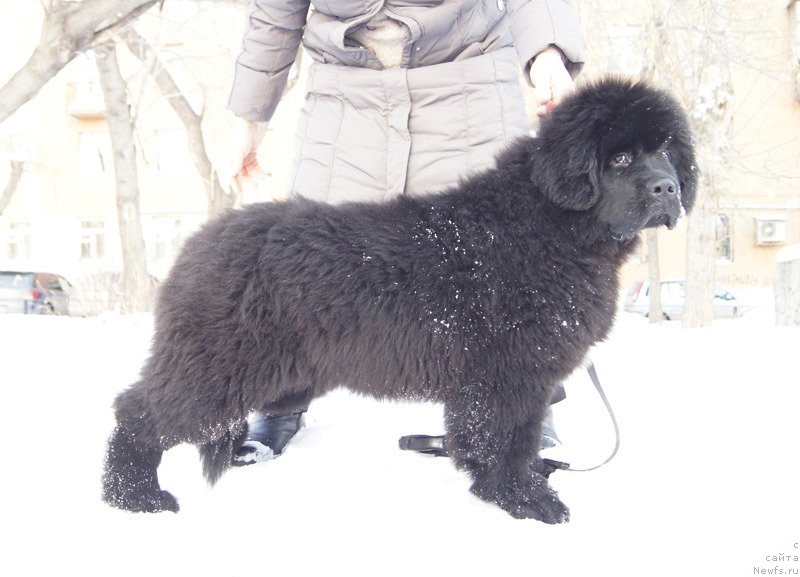 Фото: ньюфаундленд Super Bizon Lakshmi Lana (Супер Бизон Лакшми Лана)