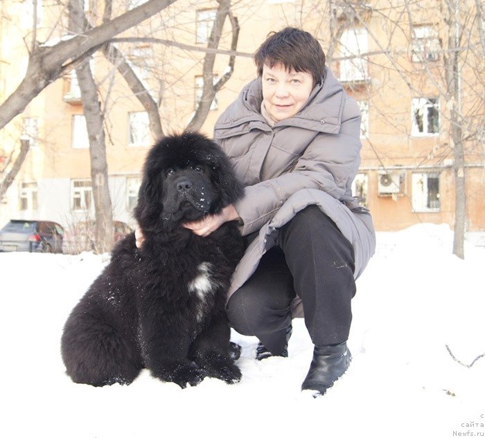 Фото: Lyudmila Raeva (Людмила Раева), ньюфаундленд Super Bizon Lakshmi Lana (Супер Бизон Лакшми Лана)