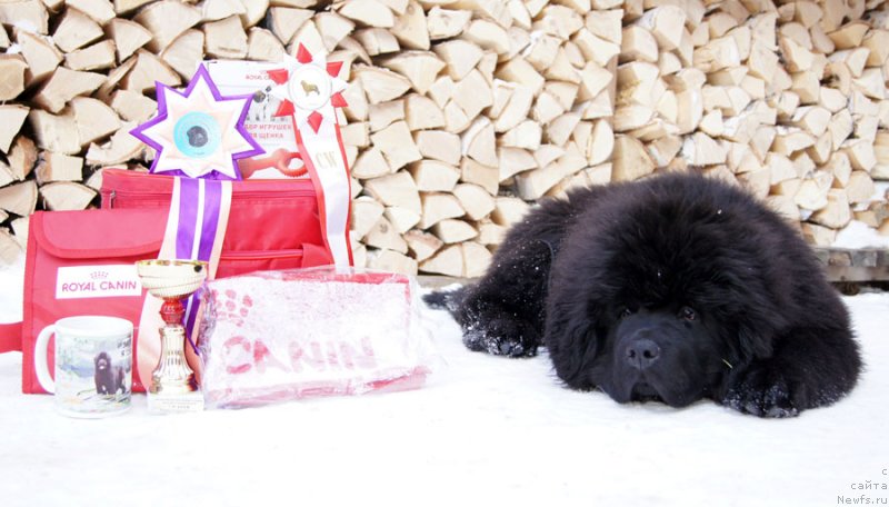 Фото: ньюфаундленд Super Bizon Lakshmi Lana (Супер Бизон Лакшми Лана)