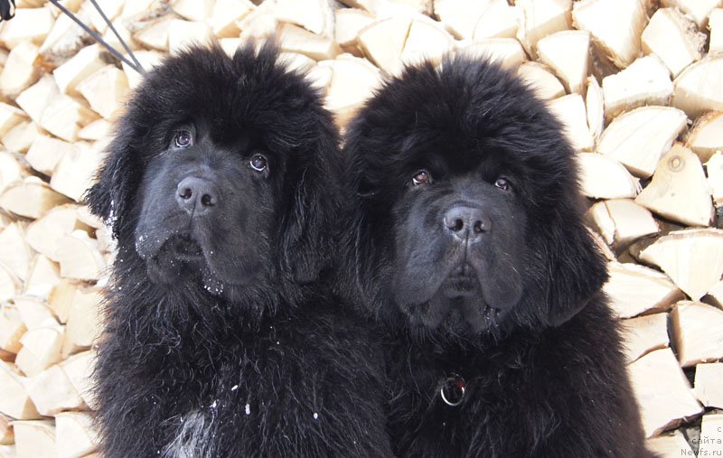 Фото: ньюфаундленд Super Bizon Lakshmi Lana (Супер Бизон Лакшми Лана), ньюфаундленд Super Bizon Liliman (Супер Бизон Лилимэн)