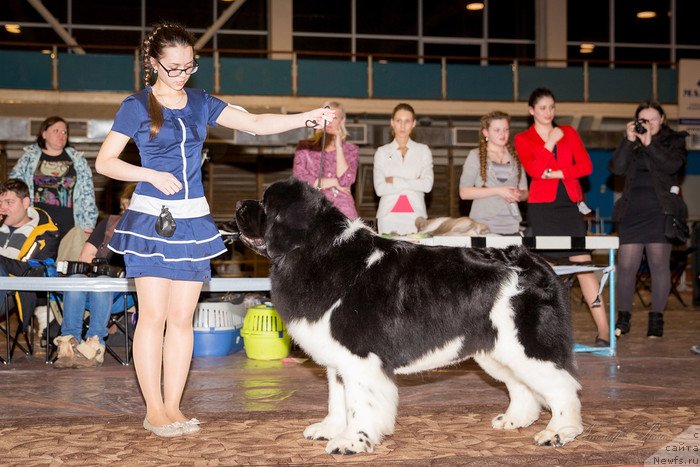 Фото: ньюфаундленд Super Bizon Zlatogor (Супер Бизон Златогор)
