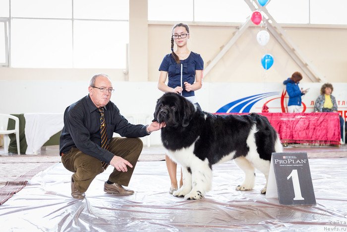 Фото: ньюфаундленд Super Bizon Zlatogor (Супер Бизон Златогор)