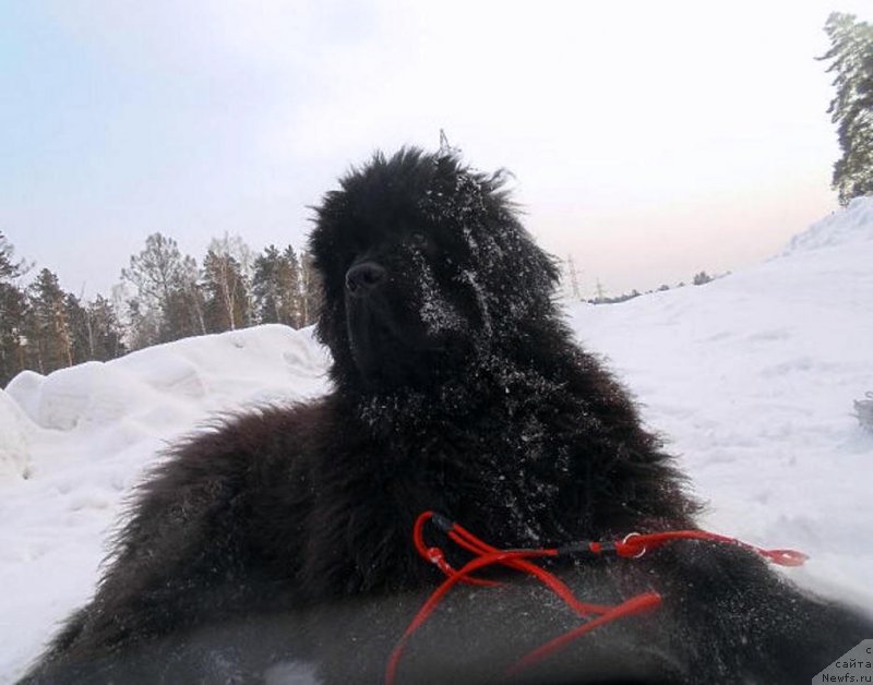 Фото: ньюфаундленд Victory Dance Dinastiya Soverchenstva