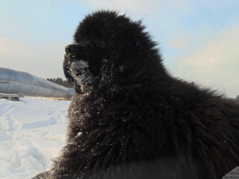 Фото: ньюфаундленд Victory Dance Dinastiya Soverchenstva