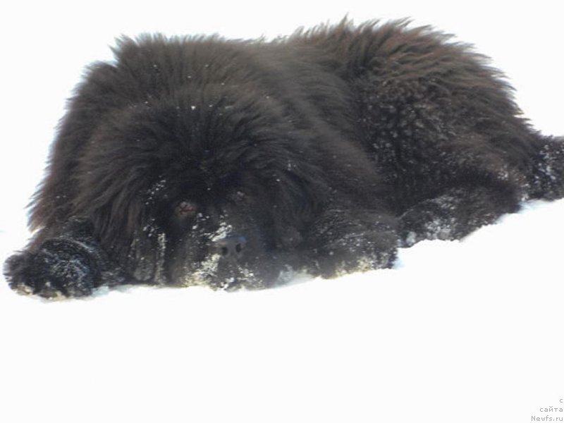 Фото: ньюфаундленд Victory Dance Dinastiya Soverchenstva