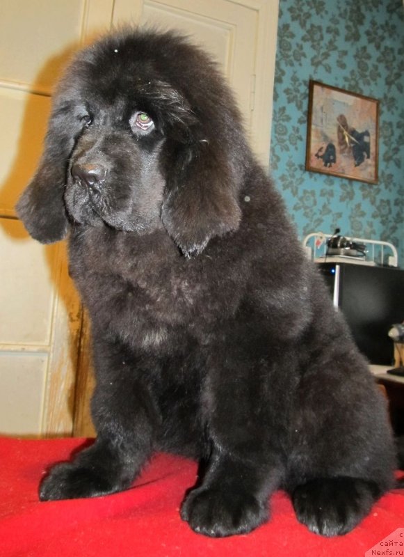 Фото: ньюфаундленд Smigar Tones of Music (Смигар Тоунз ов Мьюзик)