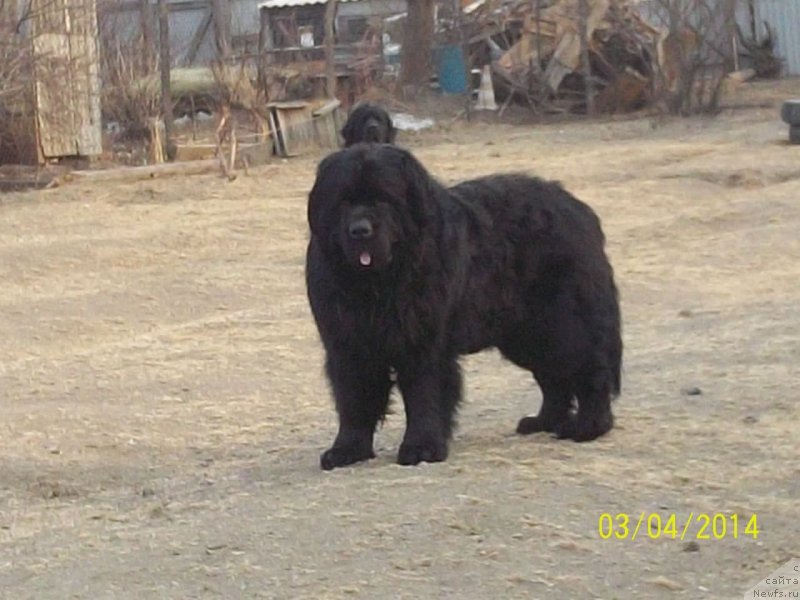 Фото: ньюфаундленд Vito Kacho Ferl (Вито Качо Ферл)