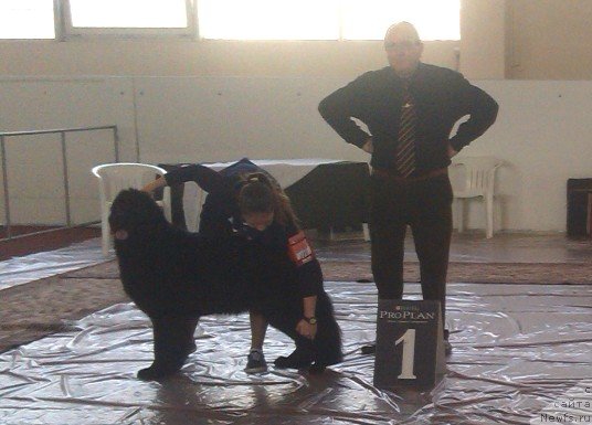 Фото: ньюфаундленд N'yufort CHernika Ledi (Ньюфорт Черника Леди)