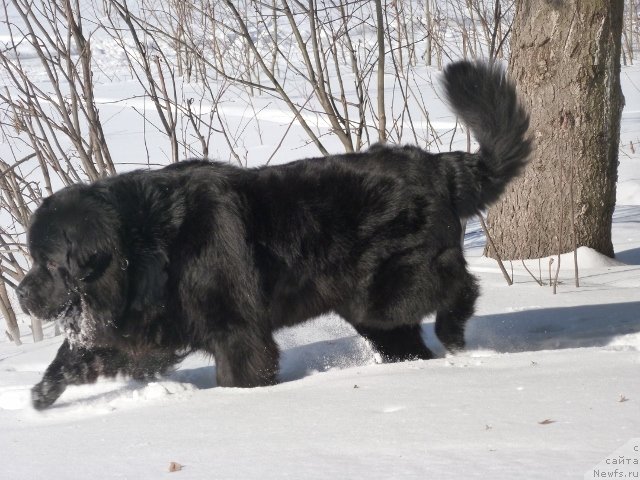 Фото: ньюфаундленд Na Grebne Volnyi Korolevskiy Syin (На Гребне Волны Королевский Сын)