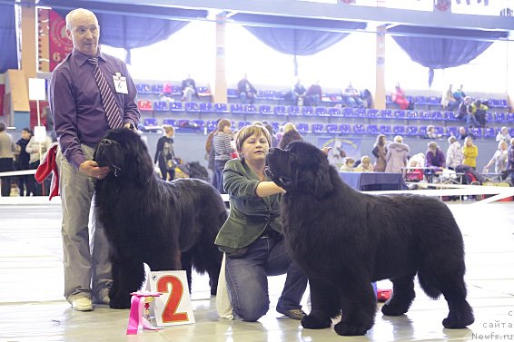 Фото: ньюфаундленд Aquatoriya Kelvin From Siberia at Cayuga (Акватория Келвин Фром Сибириа эт Каюга), ньюфаундленд Simbad Pokoritel' Morey (Симбад Покоритель Морей)