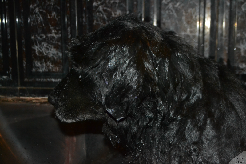 Фотография № 148491