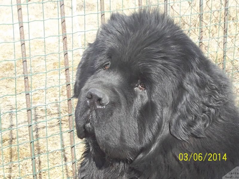 Фото: ньюфаундленд Super Premium Mikado (Супер Премиум Микадо)