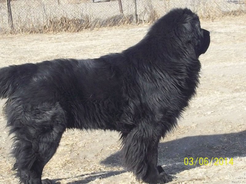 Фото: ньюфаундленд Super Premium Liniel Daylirring (Супер Премиум Линиэль Дайлиррин)