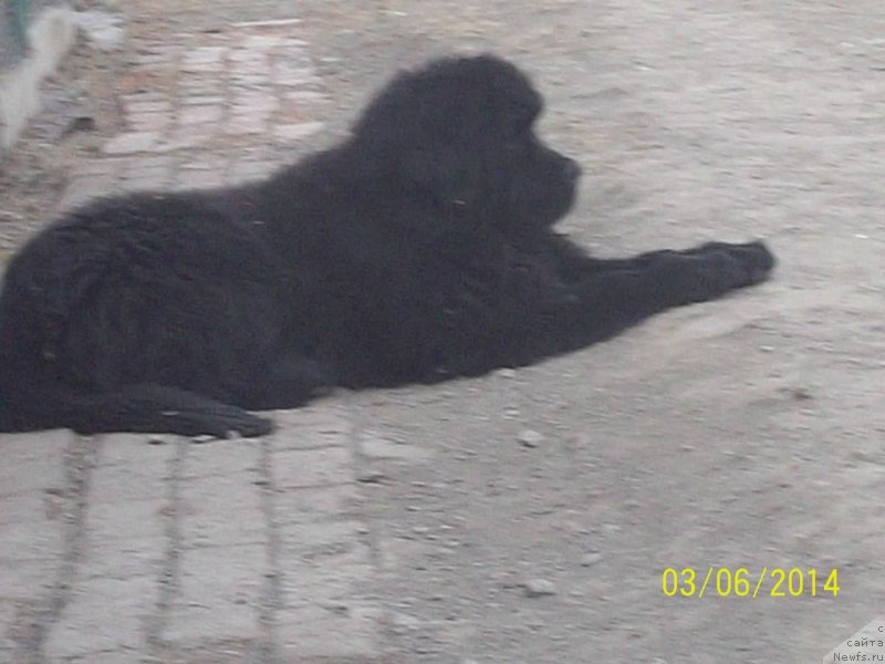 Фото: ньюфаундленд Super Premium Nao Del Trato (Супер Премиум Нао Дел Трато)