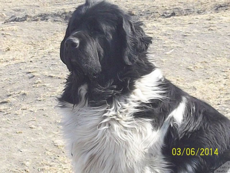 Фото: ньюфаундленд Super Premium Litoniel Vallaninor (Супер Премиум Литониэль Валланинор)