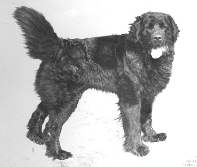 Фото: ньюфаундленд YUdjin Gabri (Юджин Габри)