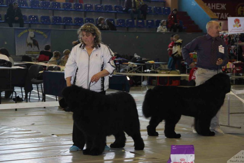 Фото: ньюфаундленд S'Nezhnaya Vjuga Armando Parusso (С'Нежная Вьюга Армандо Паруссо)