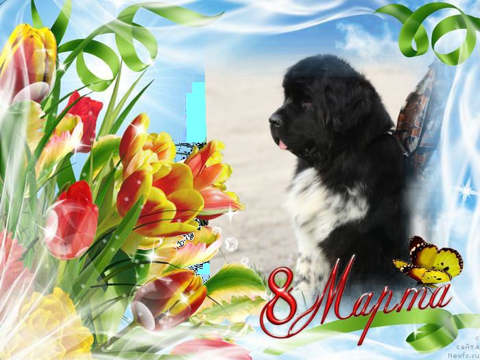 Фотография № 148506