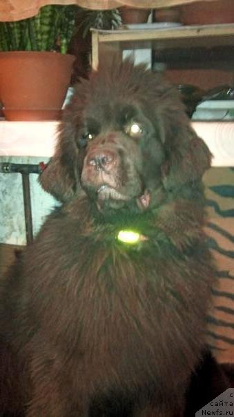 Фото: ньюфаундленд Fann'yuf Jelannaya Madmuazel' SHante Blyuz (Фанньюф Желанная Мадмуазель Шанте Блюз)