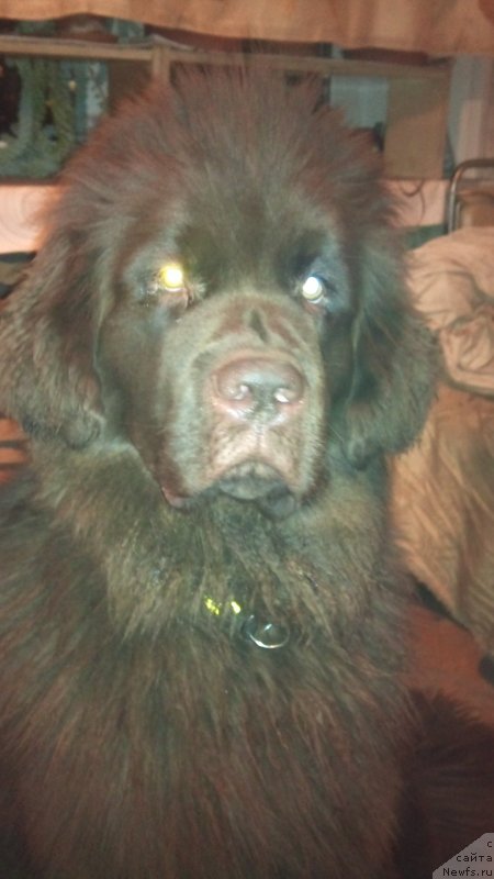 Фото: ньюфаундленд Fann'yuf Jelannaya Madmuazel' SHante Blyuz (Фанньюф Желанная Мадмуазель Шанте Блюз)