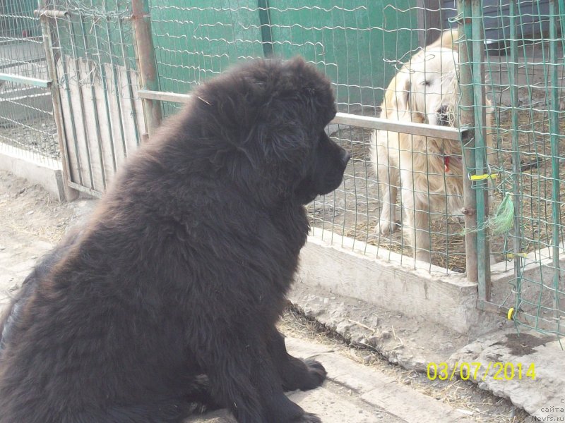 Фото: ньюфаундленд Super Premium Nao Del Trato (Супер Премиум Нао Дел Трато)