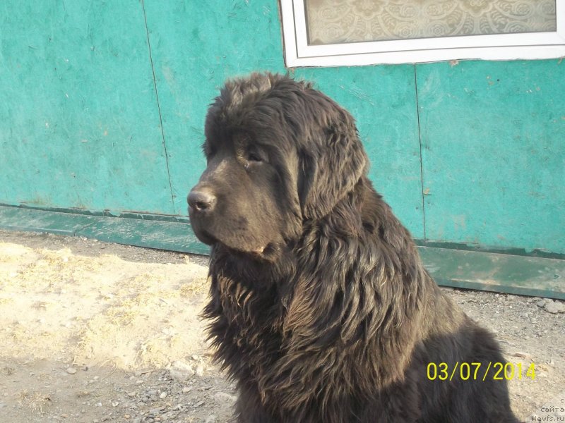 Фото: ньюфаундленд Super Premium Nemessis (Супер Премиум Немессис)