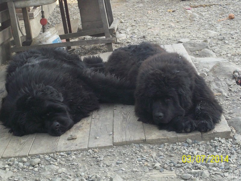 Фото: ньюфаундленд Super Premium Mikado (Супер Премиум Микадо), ньюфаундленд Super Premium Nao Del Trato (Супер Премиум Нао Дел Трато)