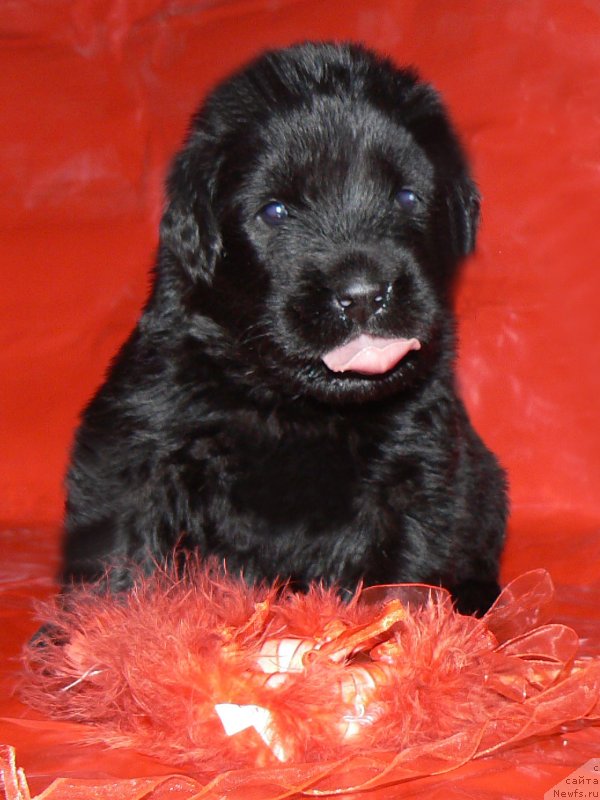 Фото: Ньюфс Гранд Опера Ассоль