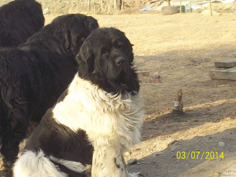 Фото: ньюфаундленд Super Premium Litoniel Vallaninor (Супер Премиум Литониэль Валланинор)