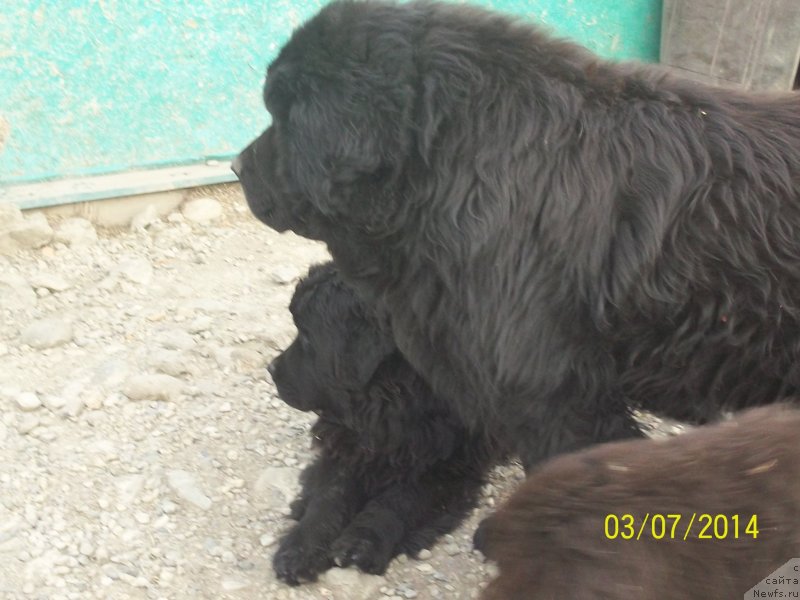 Фото: ньюфаундленд Viski Red Label Veps (Виски Ред Лейбл Вепс), ньюфаундленд Super Premium Nemessis (Супер Премиум Немессис)