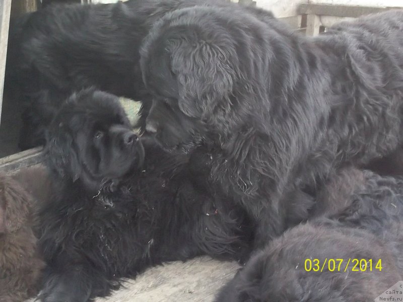 Фото: ньюфаундленд Vito Kacho Ferl (Вито Качо Ферл), ньюфаундленд Super Premium Mikado (Супер Премиум Микадо)