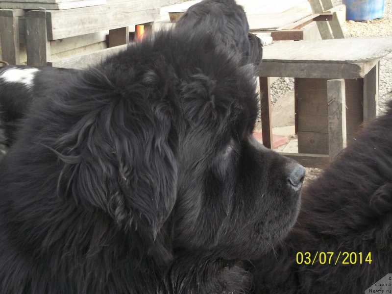 Фото: ньюфаундленд Super Premium Mikado (Супер Премиум Микадо)