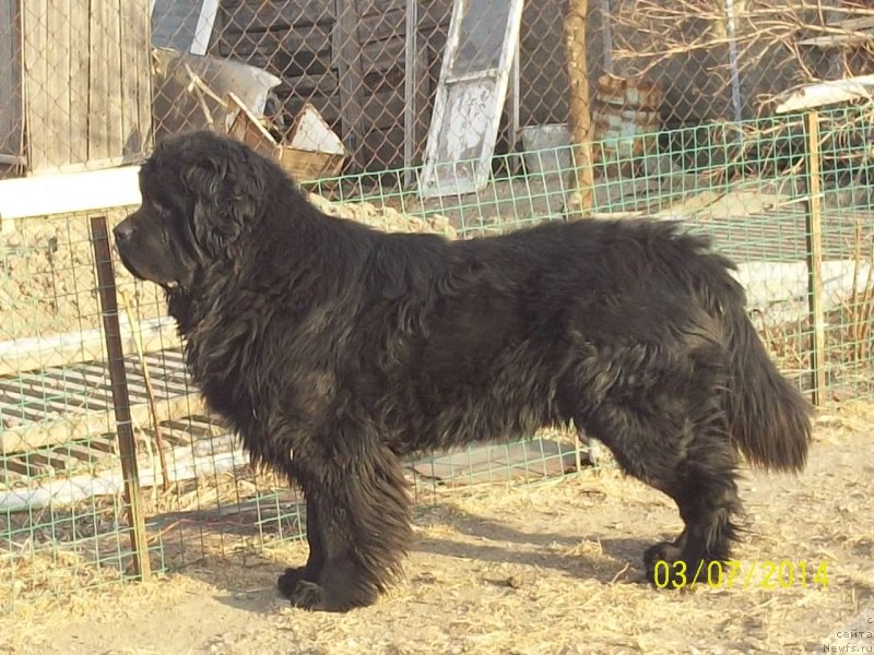 Фото: ньюфаундленд Super Premium Liniel Daylirring (Супер Премиум Линиэль Дайлиррин)