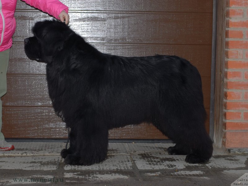 Фото: ньюфаундленд Black Clouds Criminal Minds at Stealbears