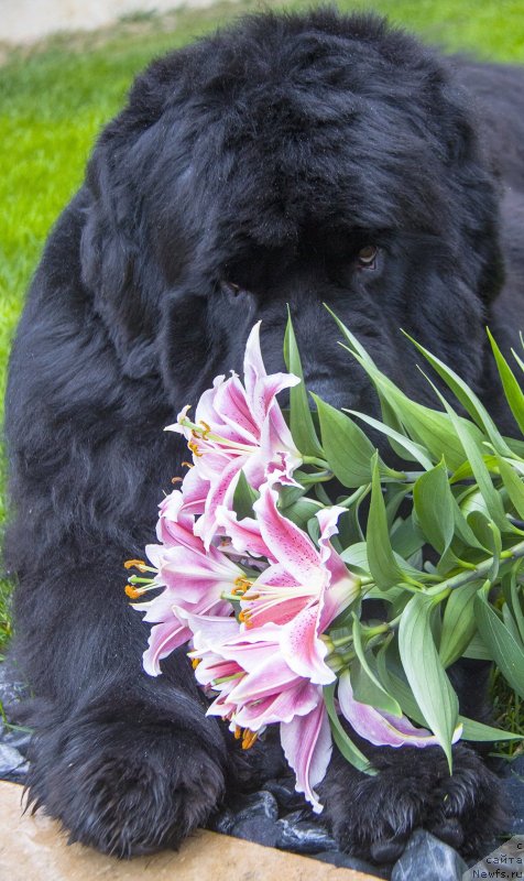 Фото: ньюфаундленд Aquatoria Kelvin Ultramodern (Акватория Келвин Ультрамодерн)