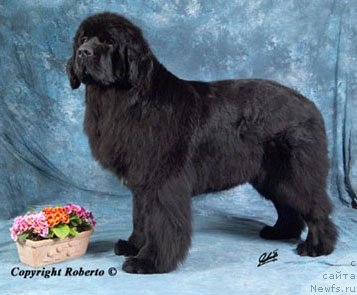 Фото: ньюфаундленд Treasure from King of Helluland